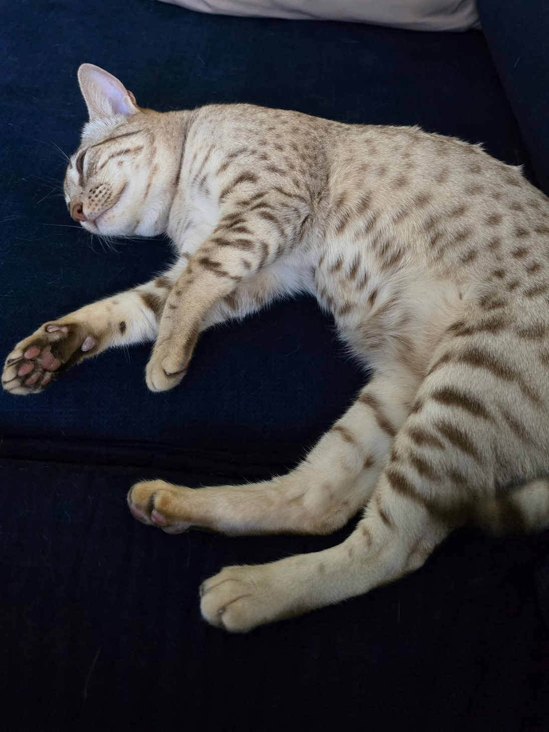 Portrait of Honey