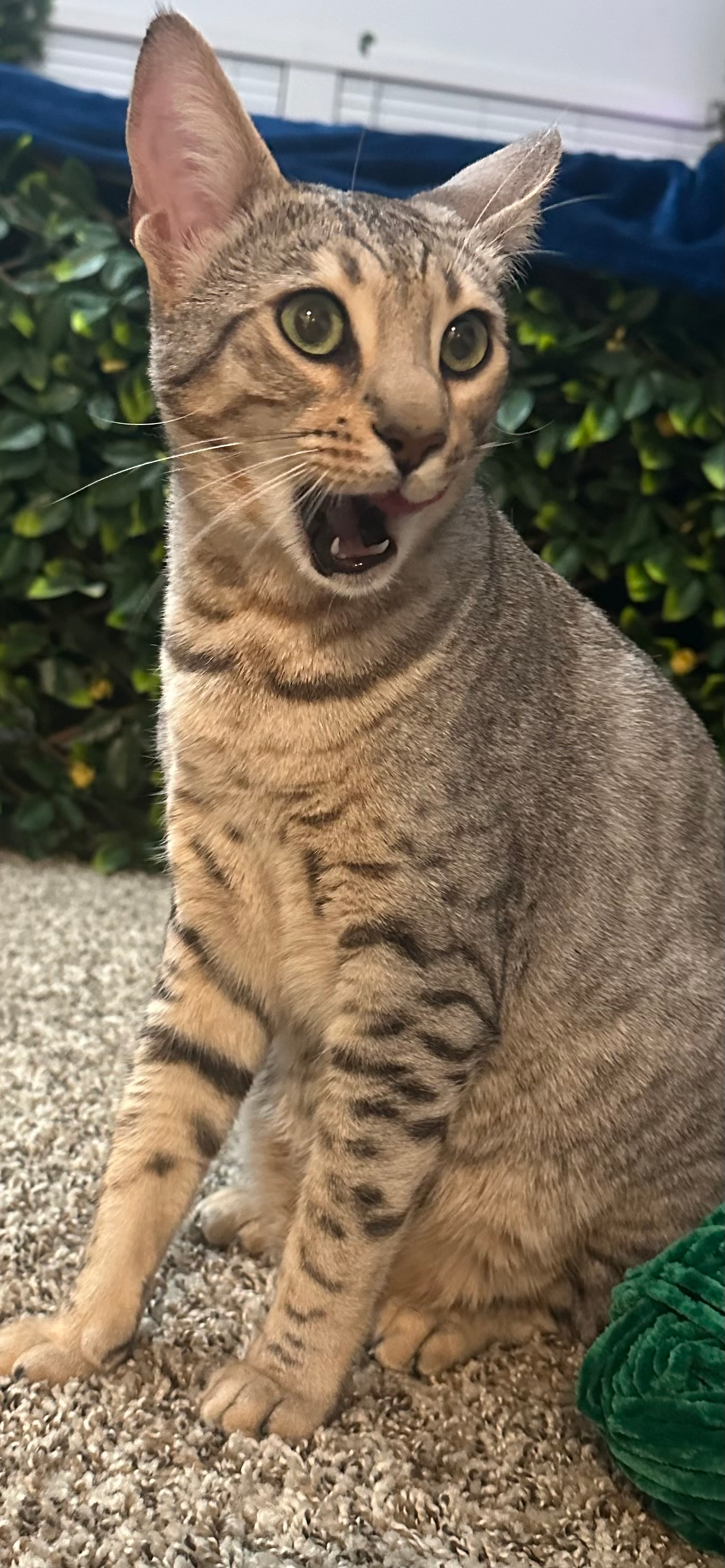 Portrait of Runnie